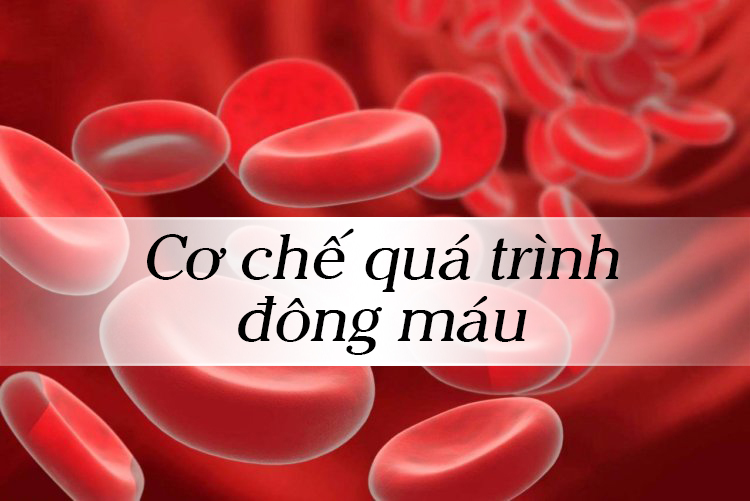 Cơ chế của quá trình đông máu